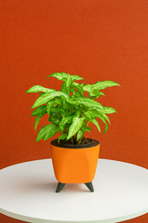 Hug A Plant | Syngonium Plant in Lagos 13cm Round Plastic Pot – Stylish Indoor Air-Purifying Plant